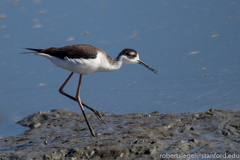 baylands